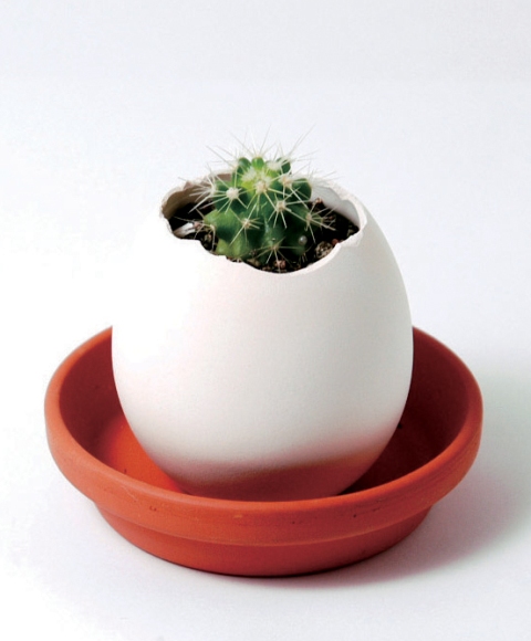 Eggling Cactus