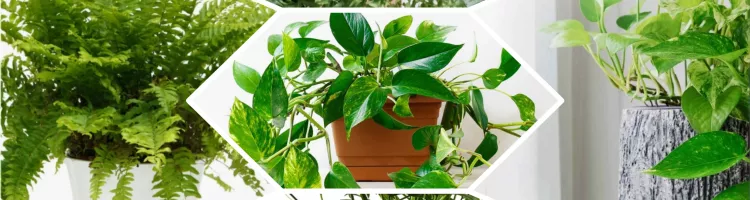 Transform Your Home: Top 5 Plants to Combat Mold and Moisture