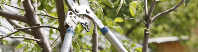 Tree Care: Amazing Benefits of Tree Trimming