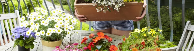 Caring for balcony plants in summer