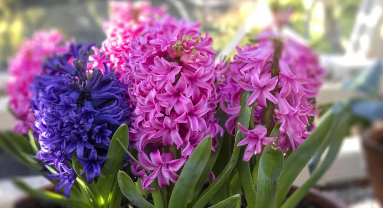 Hyacinths flower