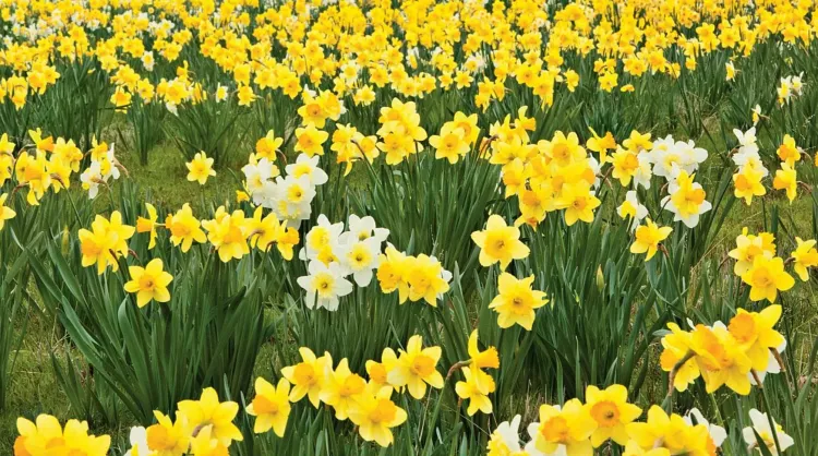 Daffodils flower