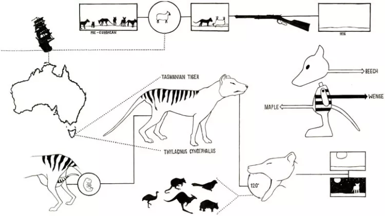 Josh Finkle, Extinct Toys, Graphic