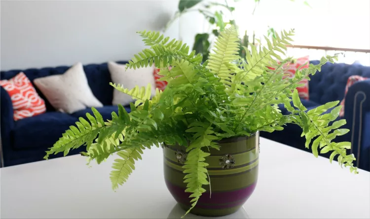 ferns at home