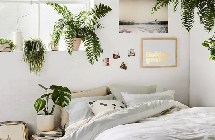 ferns in bedroom