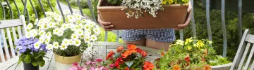Caring for balcony plants in summer